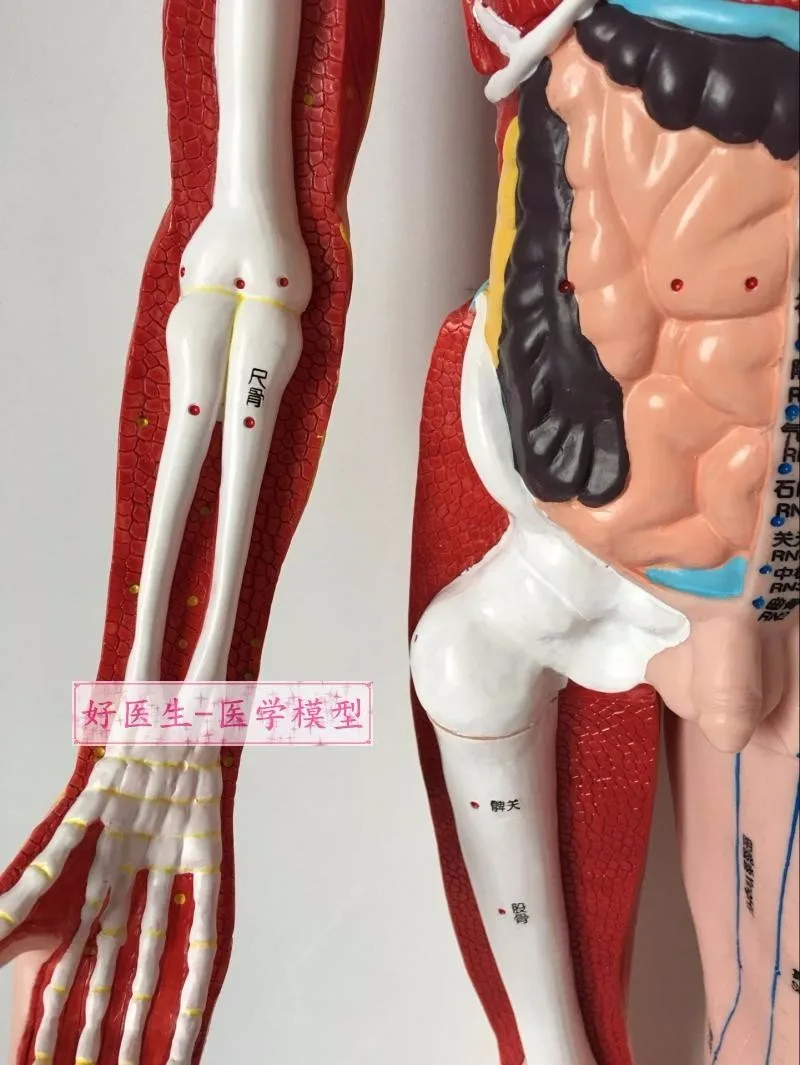 Модель акупунктуры человека высокой четкости 85 см половина костно-мышечная модель висцерального меридиана