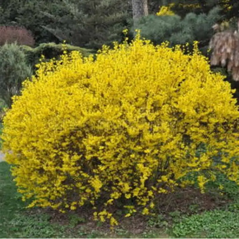 

2019 Sale Sementes Home Gardening Flower Seed Of Chinese Herbal Medicine Forsythia Bonsai Garden Decorationseedsplants 40 Pcs