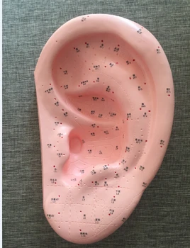 

Large ear model English/Chinese code ear acupoint model ear acupuncture massage SZ