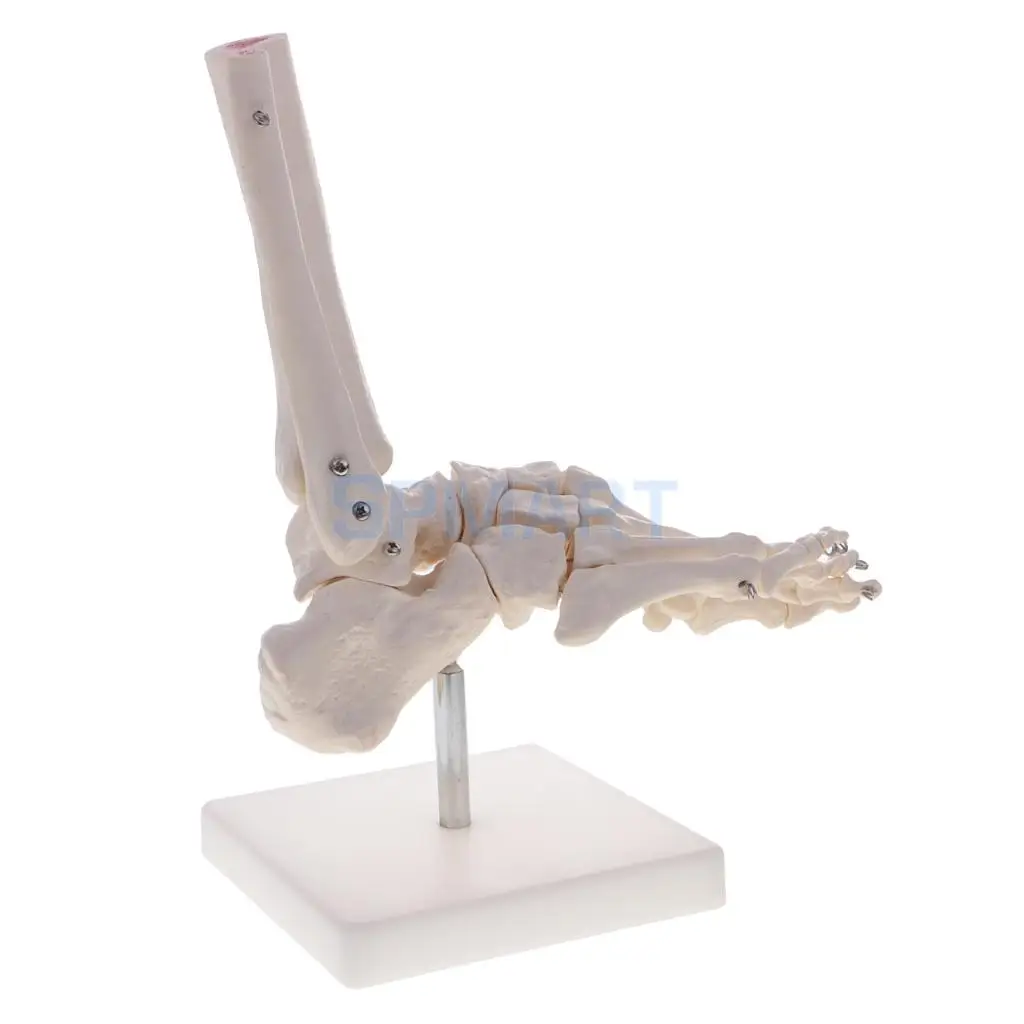 1:1 Human Knee Joint Skeleton +Human Foot & Ankle Joint Model School Teaching Display Lab Supplies Kits