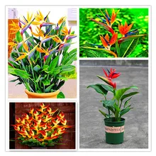 100 Pcs/Lot Strelitzia Reginae Aiton Bonsai Plants Rare Heaven Bird Flower Potted Planting for Home Garden Decoration