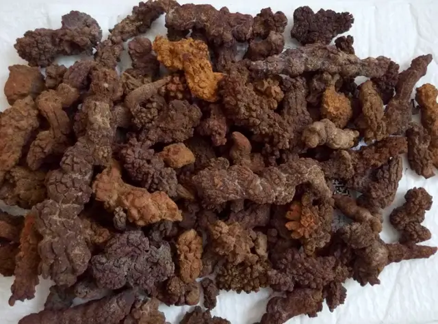 Best Offers WHOLESALE PRICE! 2.2LB LARGE COPROLITE Fossilized Dinosaur Poop Specimen Fossi Best Offers WHOLESALE PRICE! 2.2LB LARGE COPROLITE Fossilized Dinosaur Poop Specimen Fossi