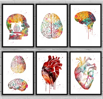 

Brain Ear Hair Head Heart Lungs Mouth Muscle Spine Spine with Brain Teeth Tooth Anatomical Medical And Science Poster