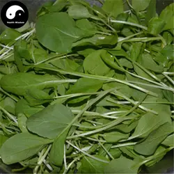 Купить Nanjing овощи капуста Semente 400 шт. завод китайский зеленый лист Brassica Campestris