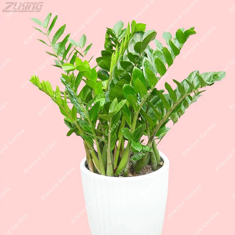 Popular Chinese Money TreeBuy Cheap Chinese Money Tree lots from China