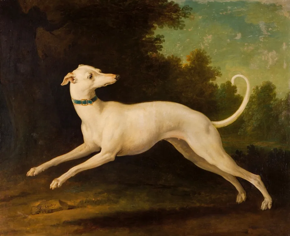 white greyhound dog