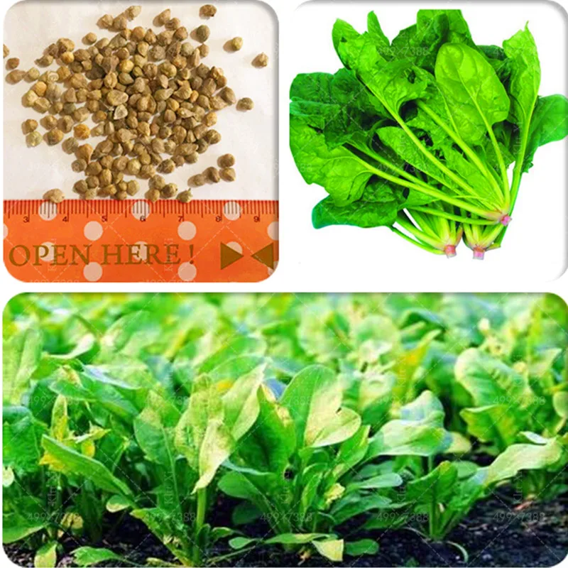 

Hot Spinach versatile organic vegetable 100 pcs Spinach Salad Leaves Good Taste Non-GMO DIY Home Garden bonsai Plant