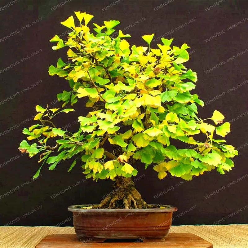 

Ginkgo Biloba Heirloom Organic Gingko Maidenhair Tree Bonsai Nuts Bonsai Tree Grown From Bonsai Plant Pot For Home Garden 5 Pcs