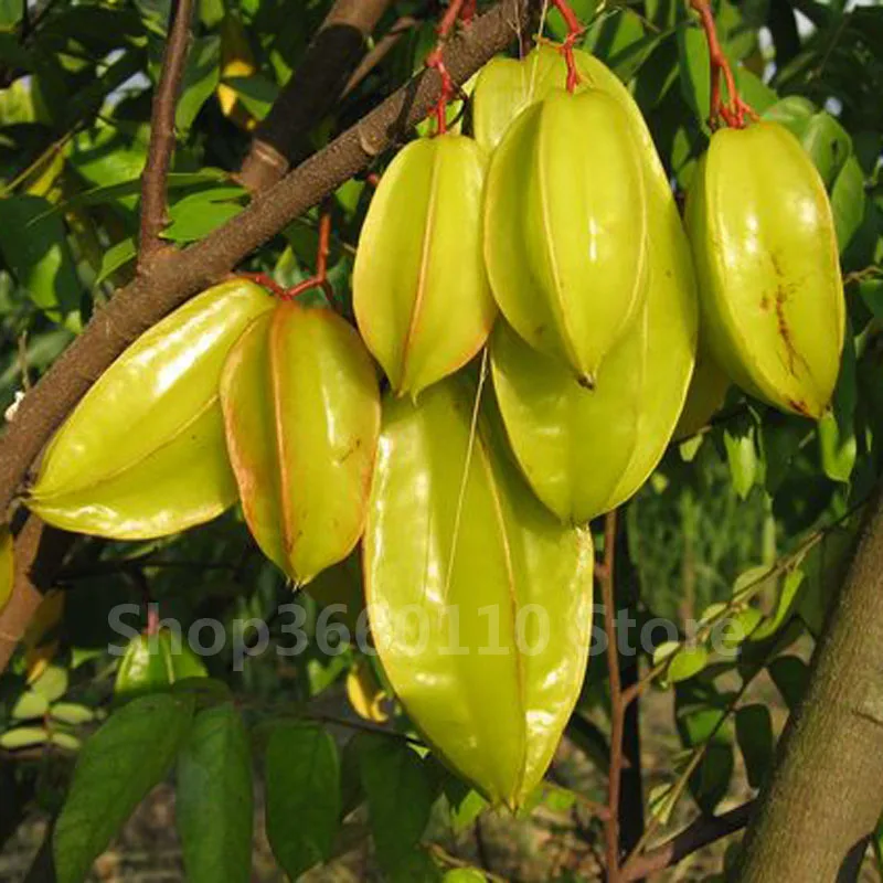 30pcs Carambola Bonsai Star Fruit Sementes Plant Tree Garden Pots Woody