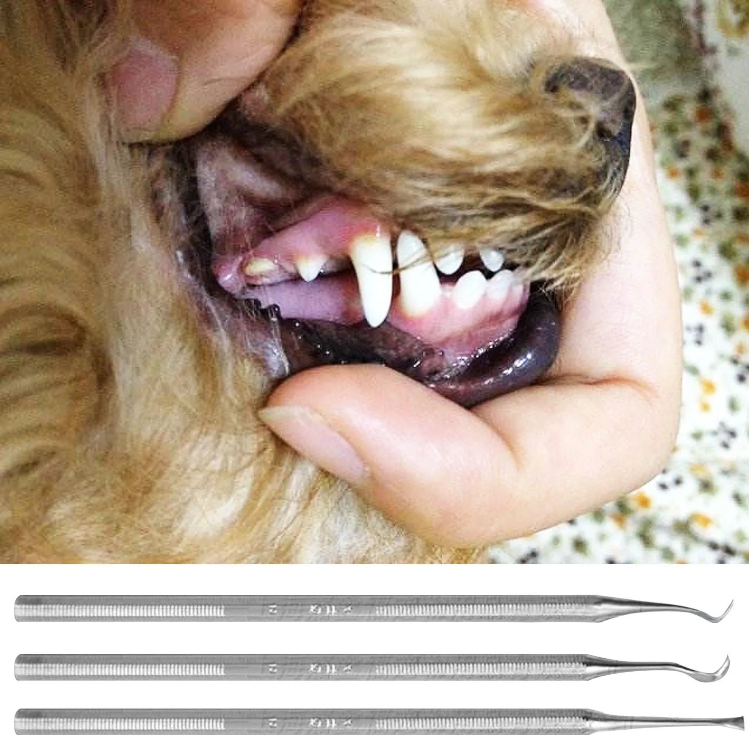 pet dentistry