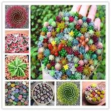 500 шт./пакет Редкие суккулентные растения бонсай микс литопс комнатные лжеобрубленный жизни величину каменная садовая суккуленты-растения Цветочный Горшок