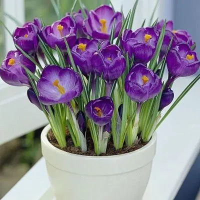 Crocus Bulbs Indoor Potted Plants Desktop Saffron Flower Plant ... Crocus Bulbs Indoor Potted Plants Desktop Saffron Flower Plant ...