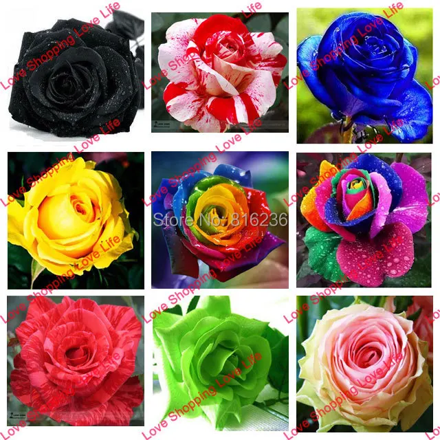 rose seeds red orange blue green purple black gray white yellow rose flower - 50 seeds/bag