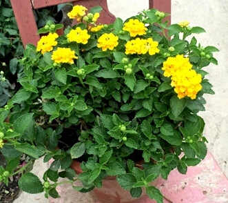 Yellow Color Flower Tree 6 200pcs a lot Yellow Color Lantana camara flower Seed 100 real with 30pcs japanese pine tree