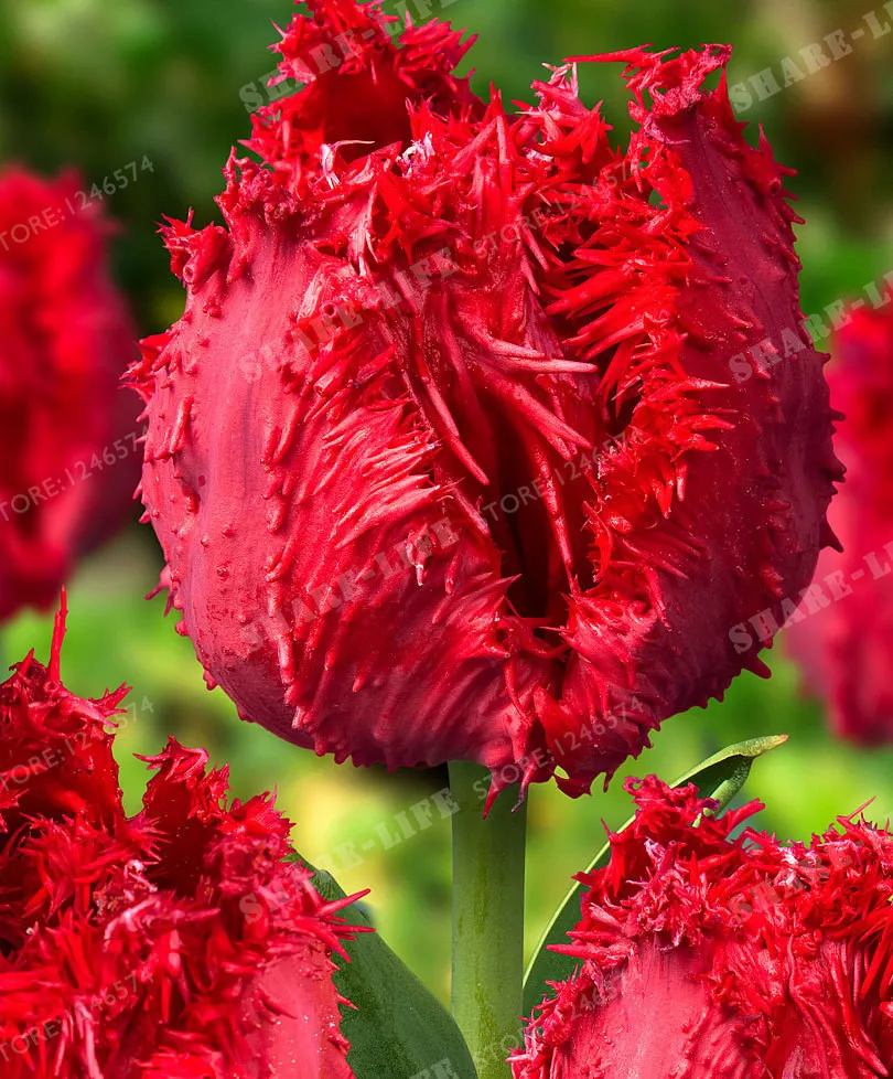 True Tulip Bulbs Tulip Flower Bonsai Flower Bulbs Symbolizes Love Tulipanes Flower Plant For Garden Plants -2 Bulbs