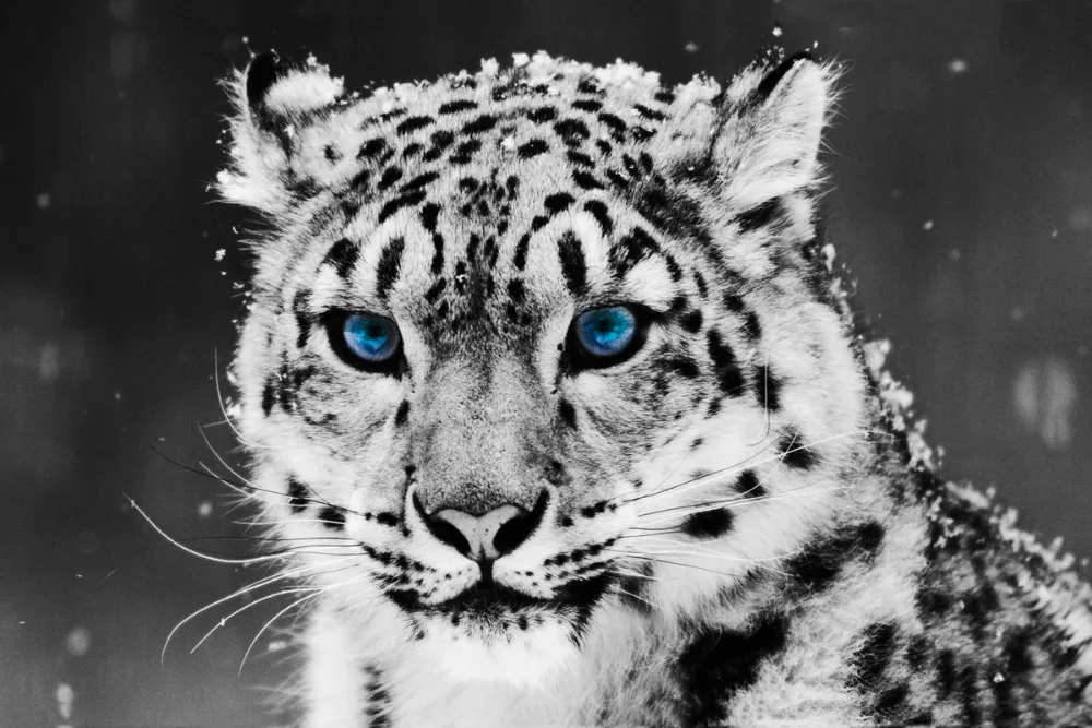 White-Tiger-glacial-eyes-Animals-Poster-Canvas-Printing-Decor-Art.jpg