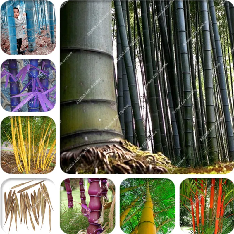 

Rare Bamboo Bonsai Decorative Garden Bambusa Ventricosa Bonsai herb Bonsai Plant For DIY Home Garden 50 Pcs/Bag Free Shipping