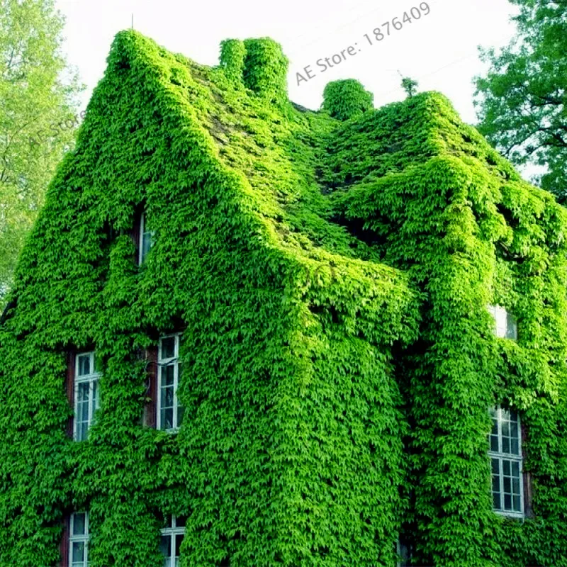 20 шт./пакет зеленый Плющ бонсай плюща Флорес для DIY украшения дома и сада уличные ползающие растения легко выращивать 20 шт./пакет зеленый Плющ бонсай плюща Флорес для DIY украшения дома и сада уличные ползающие растения легко выращивать