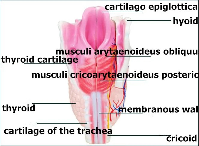 Человеческая Реалистичная гортань анатомическая модель дыхательных путей анатомический медицинский учебные пособия образовательное оборудование Поставки