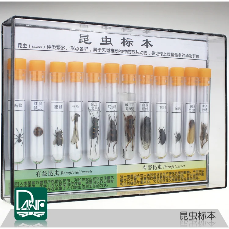 

12 Kinds of Insect Specimens Primary School Science Teaching Instruments Gifts