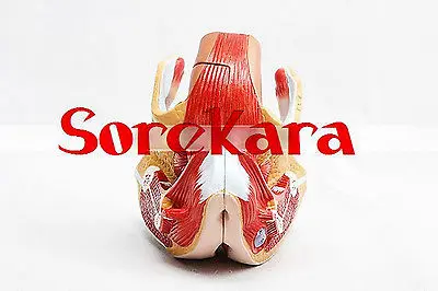 

Human Anatomical Female Genital Urinary System Dissect Medical Organ Teach Model School Hospital