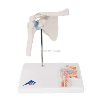 

human 3B Scientific A86/1 Mini Shoulder Joint Model with Cross-SectionMedical skeleton anatomical instruments training condoms