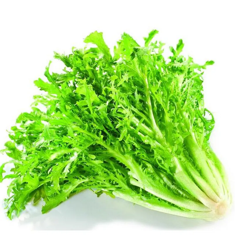 

Egeria endive bonsais selling vegetable bonsai 100pcs