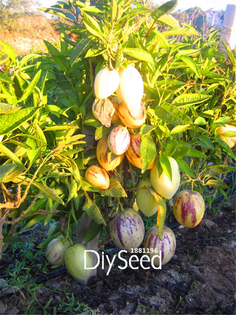 100 Pcs A Pack,Melon Tree Seeds,Pepino Seeds,Fruit Seeds, Non GMO