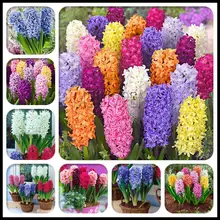 Бонсай, 200 шт, цветение гиацинта, цветочные растения, смешивание, очаровательные гиацинтовые горшки для балкона, цветочные растения для дома, сада, семена