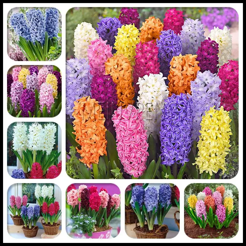 

Bonsai 200 Pcs Bloom Hyacinthus Flower Plants Mixing Charming Hyacinth Potted Balcony Flower Plants For Home Garden SeedsFlower