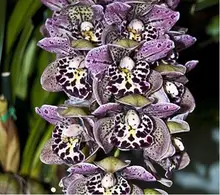 Уникальный Фиолетовый Пятна Cymbidium Faberi Декоративный Балкон Бонсай Растения Цвет Орхидеи Семена цветов + Секрет Подарок-20 Семена