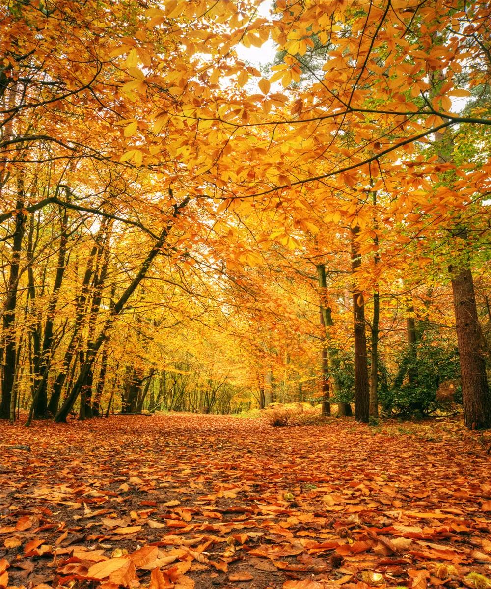 Arriere Plan De Photographie De Paysage Naturel D Impression De Vinylbds Deexfoliation D Automne Pour Photographie De Mariage En Plein Air Aliexpress