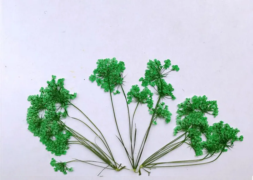 (SF)-green