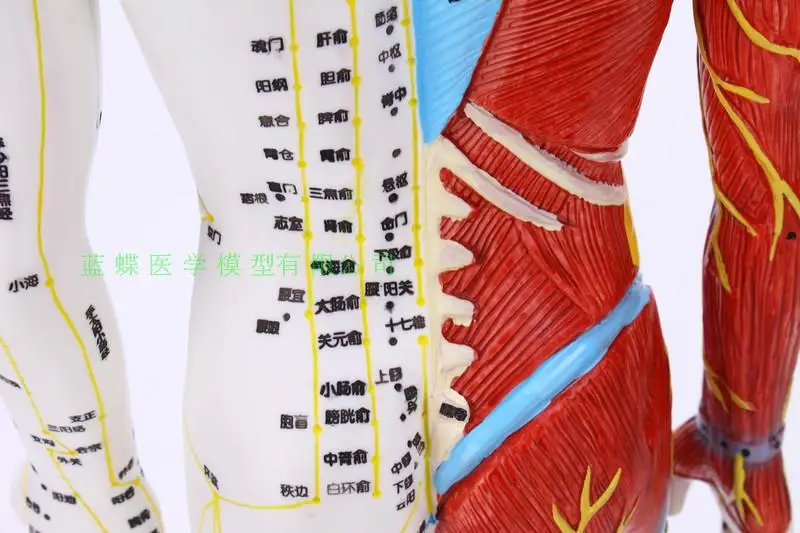 Тело модель точечной акупунктуры рефлекторная зона Меридиан Массаж, акупунктура, половина кожи и половина мышц Анатомия 60 см