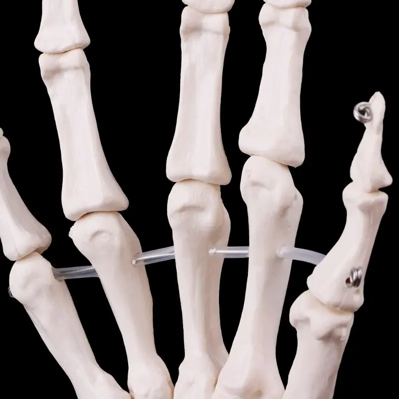 Hand Joint Anatomical Skeleton Model Human Medical Anatomy Study Tool Life Size Hand Joint Anatomical Skeleton Model Human Medical Anatomy Study Tool Life Size