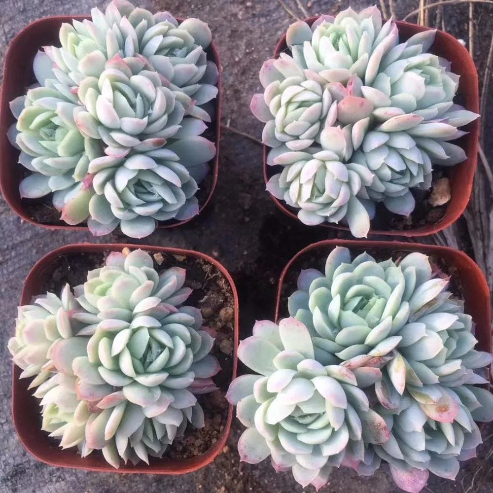 Echeveria 'Rasberry Ice 'суккулент кластер редких суккулентных черенков все различные живые растения настоящее растение