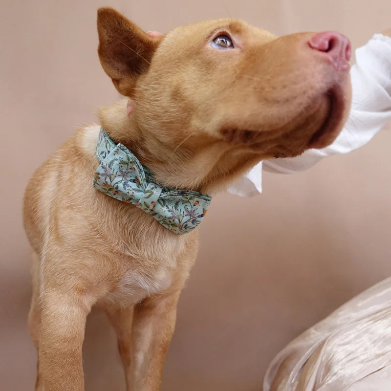 MUTTCO розничная продажа самостоятельного дизайна ошейник для собак синий цветок
