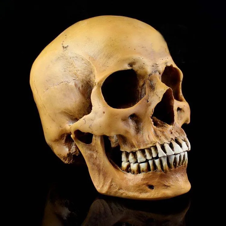 Горячая Распродажа высокая имитация 1:1 белый бежевый хаки Хэллоуин Декоративный коллективный смоляный Скелет человеческий череп модель