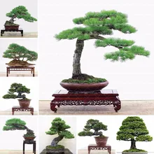 Hot selling 100pcs Japanese pine tree seeds, Pinus thunbergii seeds, bonsai seeds DIY home garden