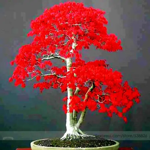 100% True Japanese Red Maple Bonsai Tree Cheap 10 / Pack