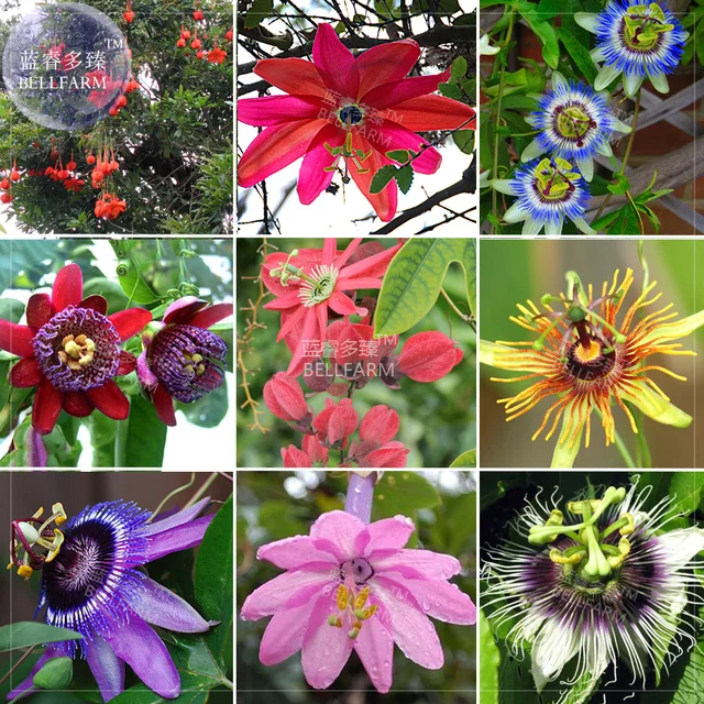 bellfarm bonsai mixed 9 types of passiflora flowers big hanging