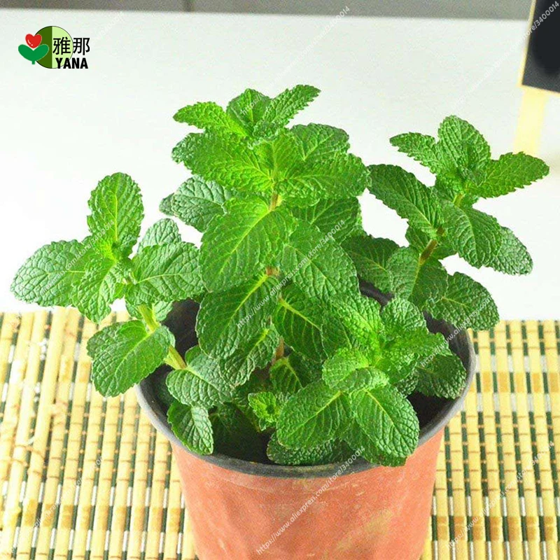 

Mint Potted bonsai plants flower bonsai potted plants for home garden Mosquito proof can use Garnish