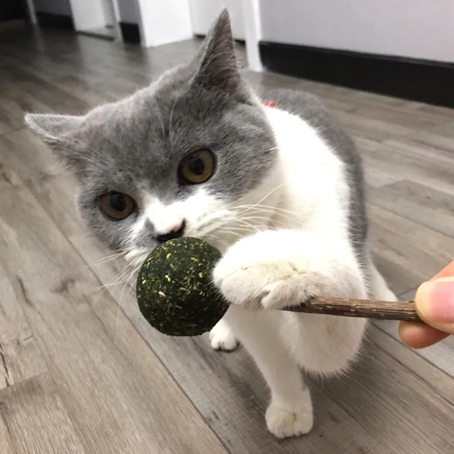 

Stick Cat Toy Catnip Toy Shape For Lollipops Funny Interactive Chew Cats Products For Pets Brinquedo Cachorro Pet Toys 50DC0032