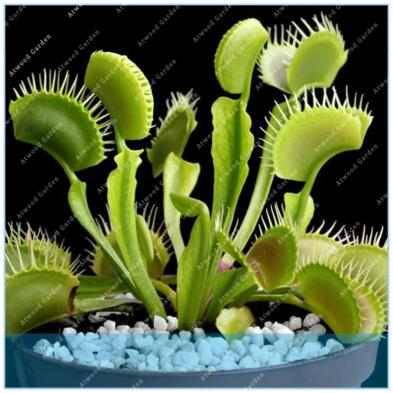 

ZLKING 100 /pack Dionaea Muscipula Giant Clip Venus Flytrap Insectivorous Garden Plant Bonsai