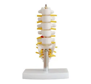 

Small model belt lumbar model spine Small five lumbar lumbar spine model with coccyx model