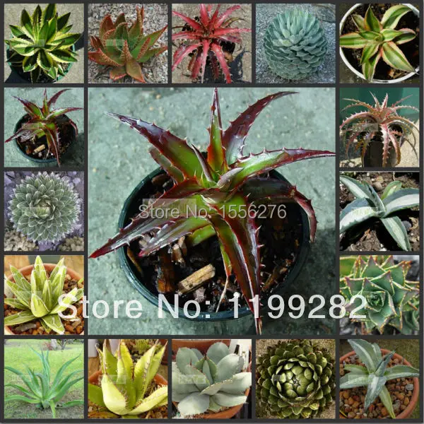 

10 semillas - Multi-Colored Agave semillas - ( Long-she-lan ) - Bonsai Succulent Plant Sementes