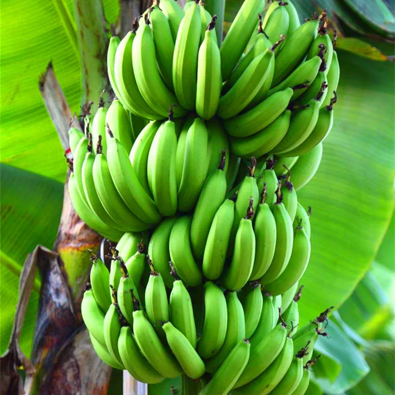100pcs Double Potted Banana Bonsai Tree Organic Fruit Mini Giant Dwarf