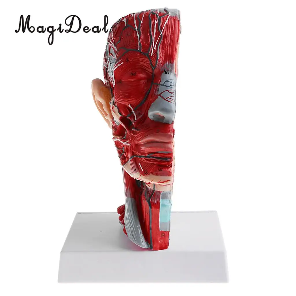 1:1 Human Head Skeleton W/Neck Vessel Nerve Skeleton Demonstration Model Laboratory Ornament School Medical Teaching Tool