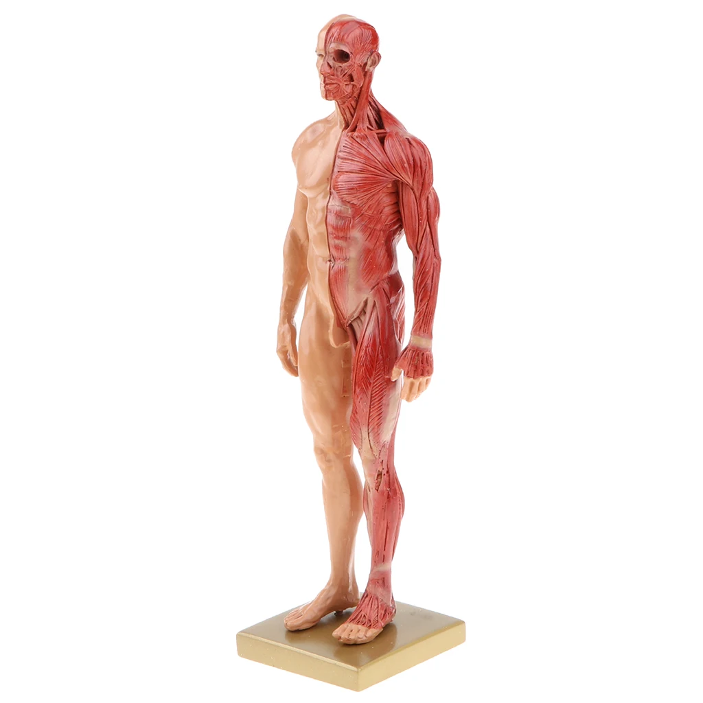 

11 inch Male / Female Anatomy Figure Model Anatomical Reference for Artists or School Teaching Tool (Skin Color)