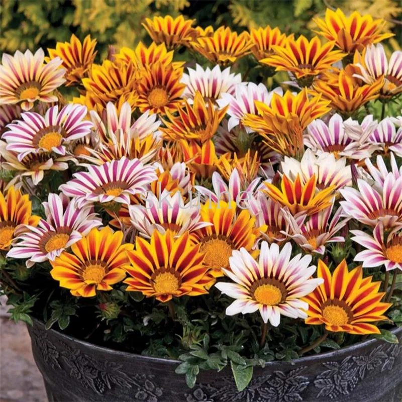 

Medallion Chrysanthemum Flower bonsais Perennial Flower Landscape Garden Courtyard Heat Resistant 20pcs (xun zhang ju)